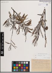 Foto von Salix eleagnos Scop.